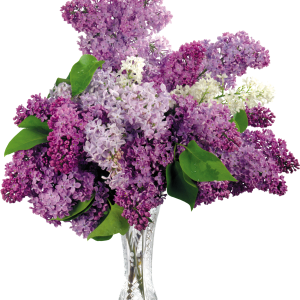 Lilac PNG