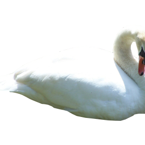 Swan PNG