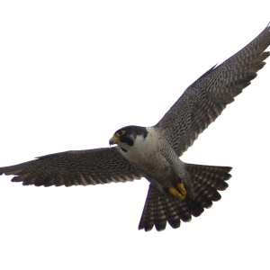 Falcon PNG