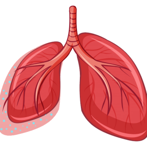 Lungs PNG
