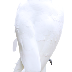 Parrot PNG image