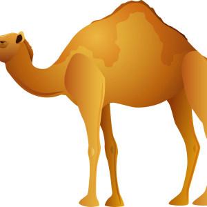 Camel PNG