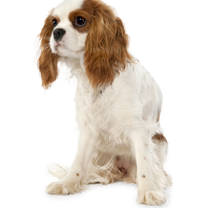 dog PNG image