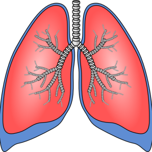 Lungs PNG