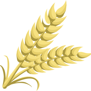Wheat PNG