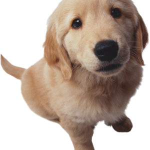 Dog PNG