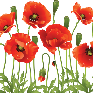 Poppy flower PNG