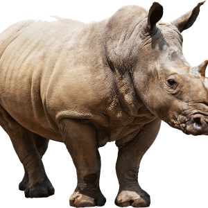 Rhino PNG