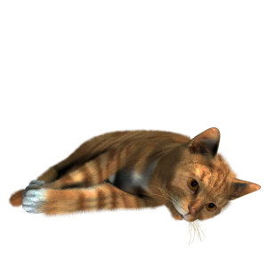 Cat PNG image