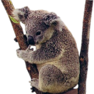 Koala PNG