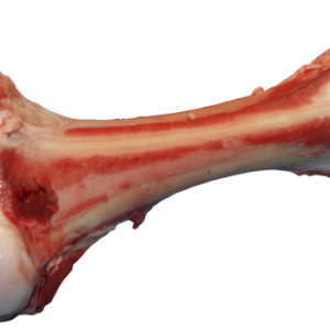 Bone PNG