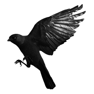 Raven PNG