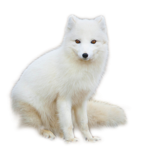 Arctic fox PNG