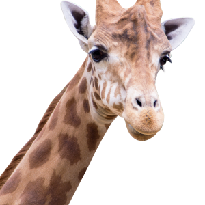 Giraffe PNG