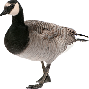 Goose PNG