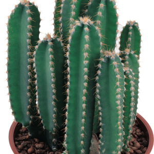 Cactus PNG image