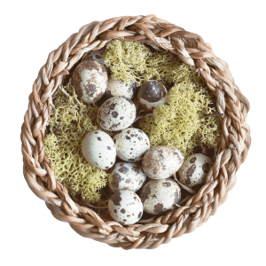 Nest PNG