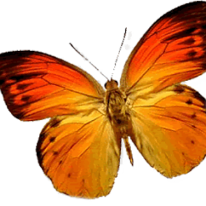 Butterfly PNG image