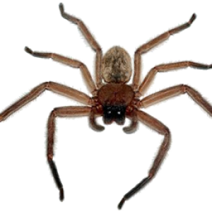 Spider PNG image