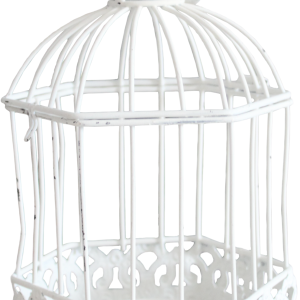 Cage bird PNG