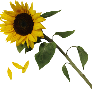 Sunflower PNG