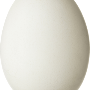 egg PNG