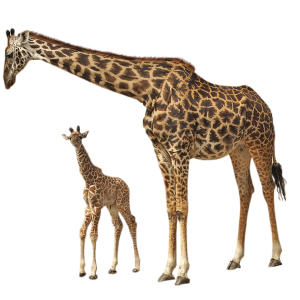 Giraffe PNG