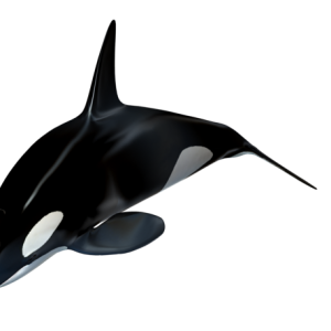 Killer whale PNG