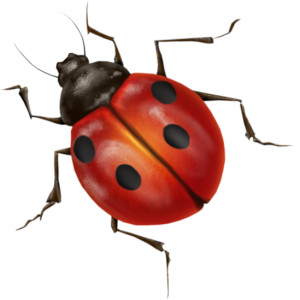 ladybug PNG image