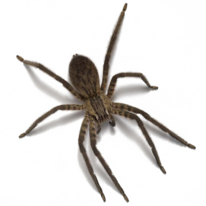 Spider PNG image