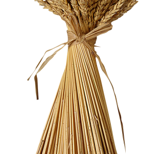 Wheat PNG