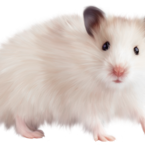 mouse, rat PNG image
