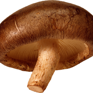 Mushroom PNG image