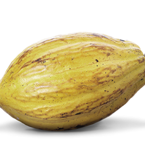 Cacao PNG