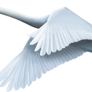 Swan PNG