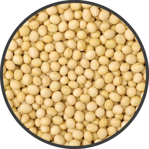 Soybean PNG