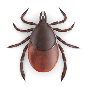 Tick insect PNG