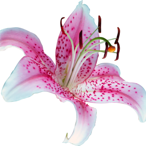 Lilium PNG