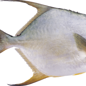 Fish PNG