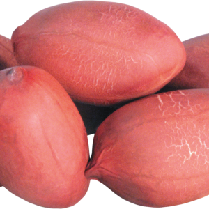 Peanut PNG