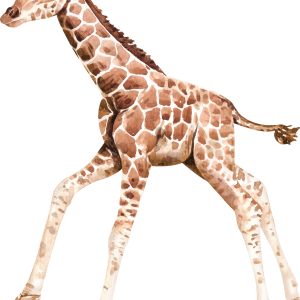 Giraffe PNG