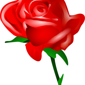 Rose png image, free picture download