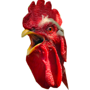 Cock PNG