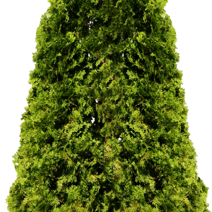 Fir-tree PNG image