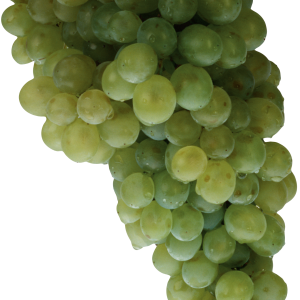 Green grape PNG image
