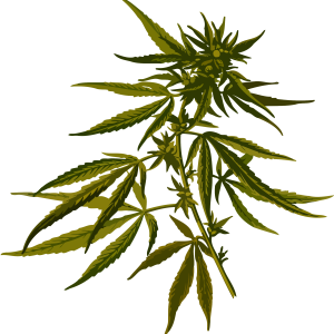 Cannabis PNG