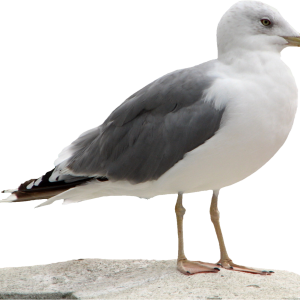 Gull PNG