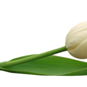 Tulip PNG image