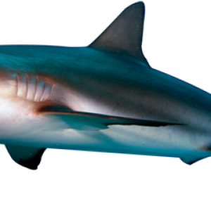 Shark PNG