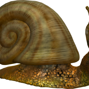 Snail PNG